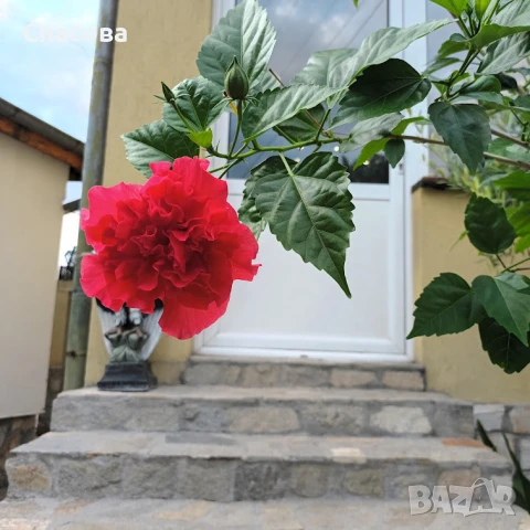 Китайска роза - червена с кичест цвят, снимка 3 - Стайни растения - 47389187