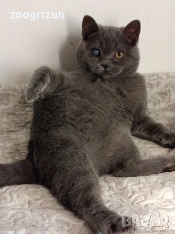 Шотландско котенце, снимка 2 - Други - 53172089