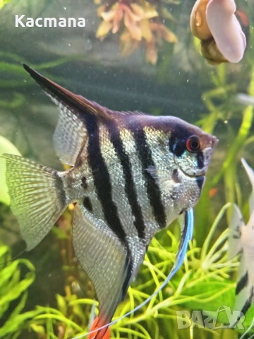 Скалария, скаларии, декоративни рибки, снимка 2 - Рибки - 52512071