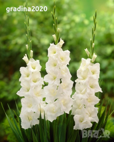 🌸 Луковици Гладиоли (Gladiolus), снимка 15 - Разсади - 53145180