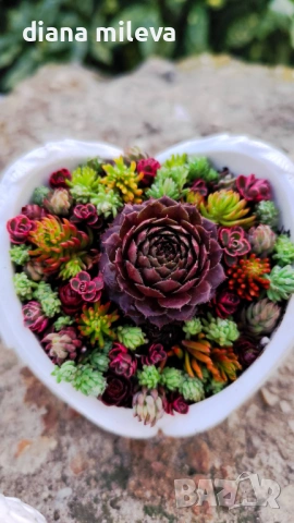 Гипсокерамични крила с формата на сърце и с живи студоустойчиви сукуленти!, снимка 4 - Декорация за дома - 52435989