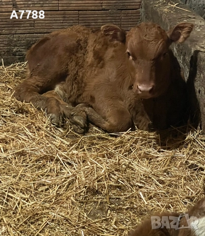 теле лимузин женско , снимка 2 - Крави - 53599086