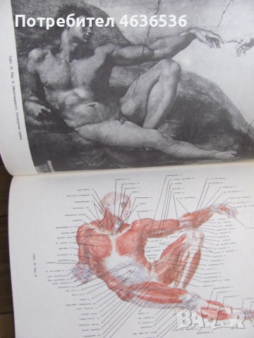 Книга Пластическая анатомия и изображения человека, 1985г., снимка 3 - Специализирана литература - 53255032