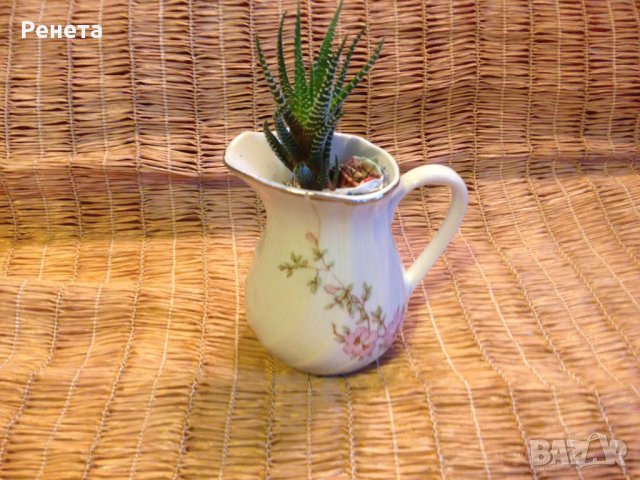 Продава Хавортия атенуата - много лесна за отглеждане, снимка 9 - Стайни растения - 14050907