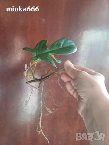Филодендрон Флорида с корени., снимка 3 - Стайни растения - 52544841