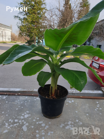 Продавам бананови палми различни размери, снимка 5 - Градински цветя и растения - 44859125