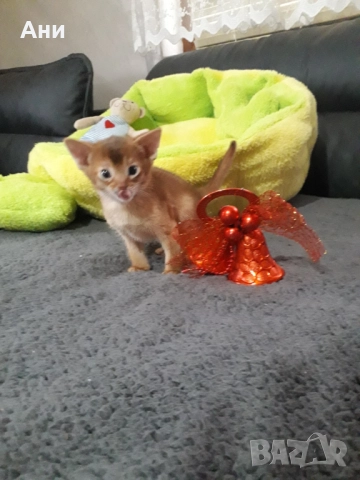 Уникално  Абисинско Котенце, снимка 5 - Други - 52679340