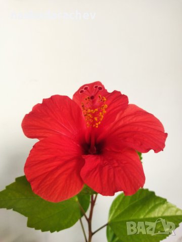 Китайски рози цвят червен празен фуния, снимка 4 - Стайни растения - 34949038