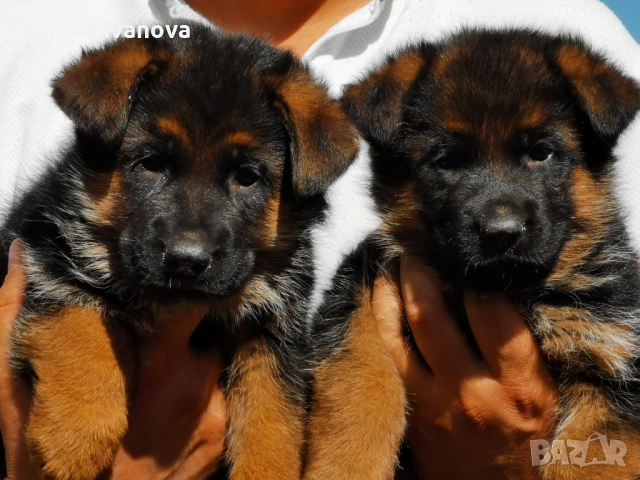 Отлично мъжко куче за разплод , снимка 9 - Немска овчарка - 51534737