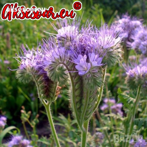 Семена от Фацелия - медоносно растение за пчелите разсад семена пчеларски растения силно медоносно ц, снимка 13 - Сортови семена и луковици - 37708344