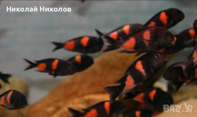 Африкански Цихлиди Танганика, снимка 8 - Рибки - 51768238
