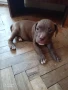 ПРОДАВАМ МАЛКИ ПИТБУЛИ !!! БЛУ НОС, снимка 4