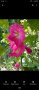 Градинска ружа ( alcea rosea ), снимка 3