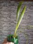 Финикова палма, снимка 1 - Стайни растения - 43851705