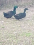 патици каюга чифт, снимка 3