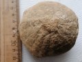 морски търалеж вкаменелост, снимка 1 - Антикварни и старинни предмети - 43116822