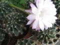 Кактус  , Ехинопсис / Echinopsis , Големи  Цветове, снимка 2