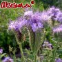 Семена от Фацелия - медоносно растение за пчелите разсад семена пчеларски растения силно медоносно ц, снимка 13