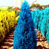 100 бр. семена кипарис синя елха бор сини иглолистни кипарисови дървета бонсай екзотични за градина , снимка 17 - Сортови семена и луковици - 28955046
