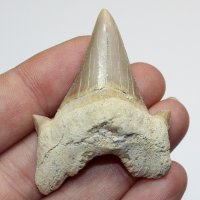 Фосилен зъб на акулата Otodus Obliquus - Плиоцен (5 - 66 Ма), снимка 1 - Колекции - 37432676
