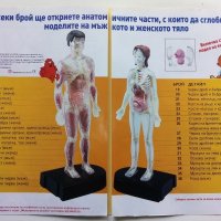 Поредица детски списания "Човешкото тяло", снимка 8 - Колекции - 38673094