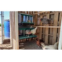 Метално Гнездо за кокошки автоматично тройно #39501 Безплатна доставка, снимка 11 - За птици - 43112786