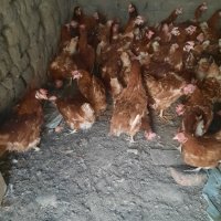 продавам кокошки носачки за яйца , снимка 2 - Кокошки и пуйки - 42998826