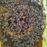  Пчелни отводки - сезон 2024 записване, снимка 1 - За пчели - 43566899
