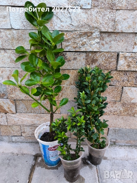 Комплект вечнозелени храсти , снимка 1