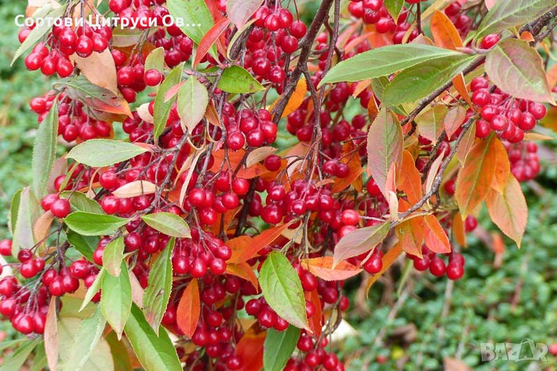 Червена АРОНИЯ - Aronia arbutifolia (Red Chokeberry), снимка 1