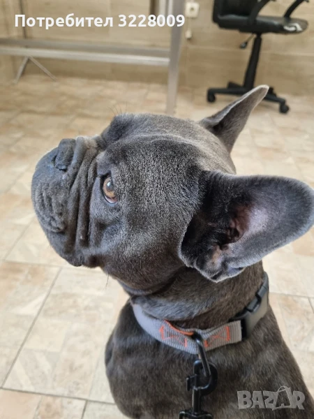 Френски булдог , снимка 1