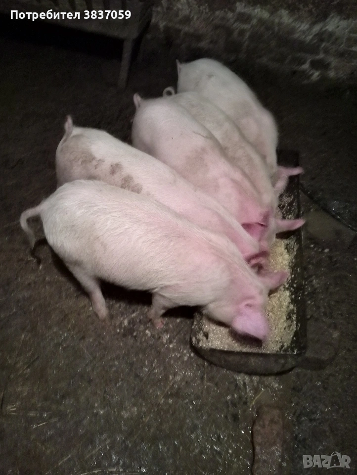 Продавам прасенца , снимка 1
