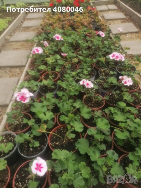 Мушкато, снимка 1