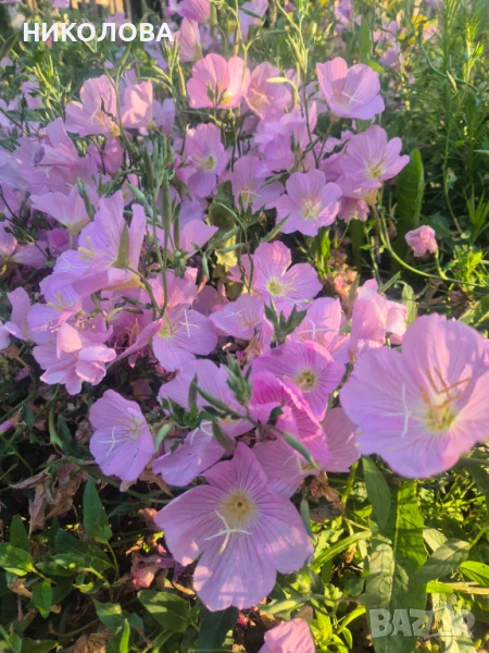 ЙОНОТЕРА, снимка 1