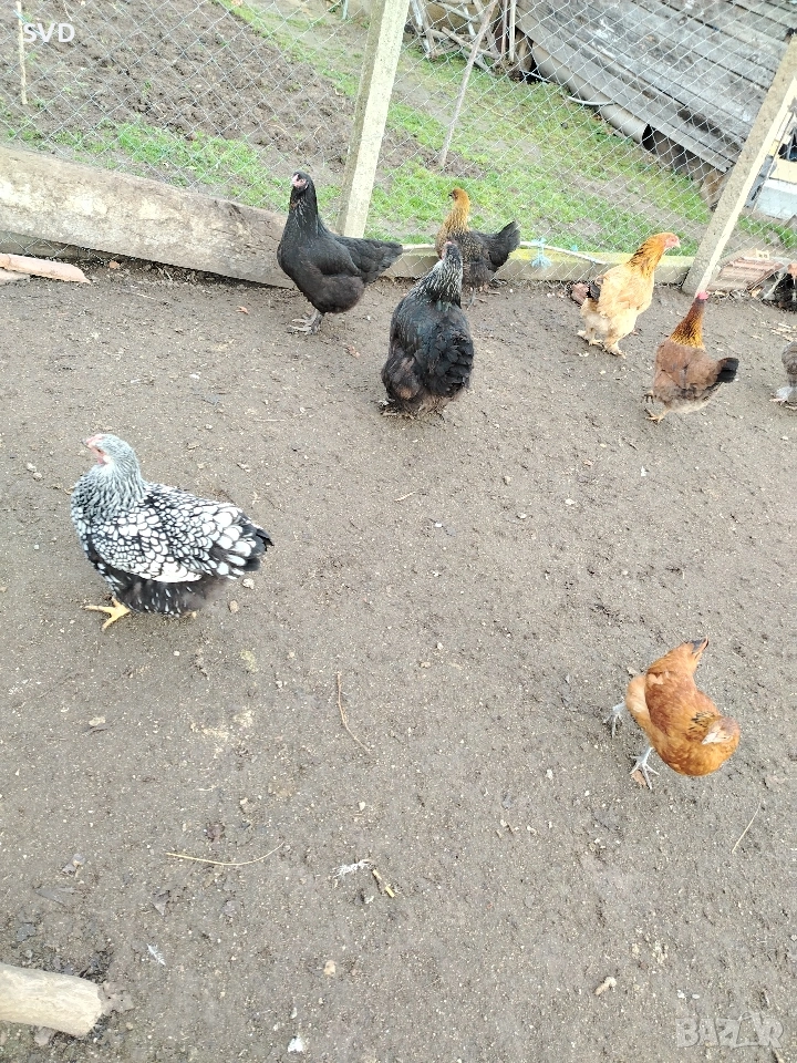 Продавам Кокошки, снимка 1