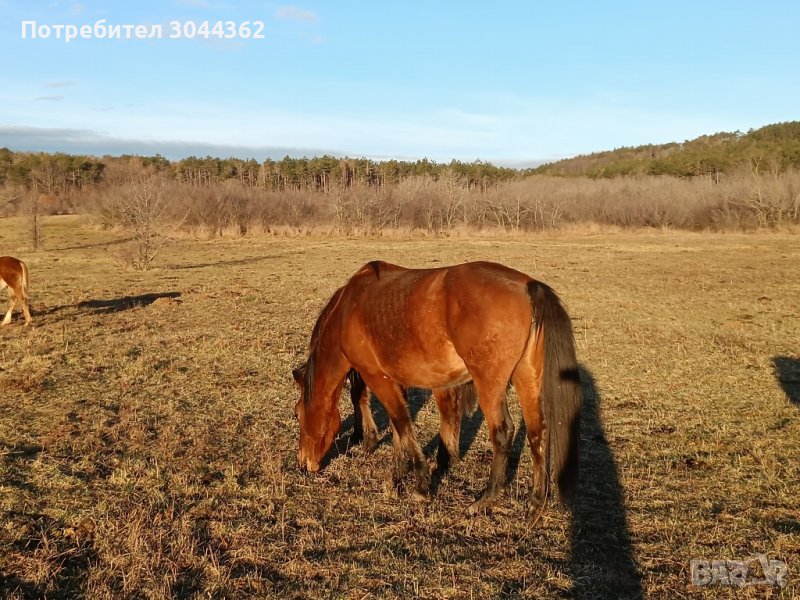 Кобила , снимка 1