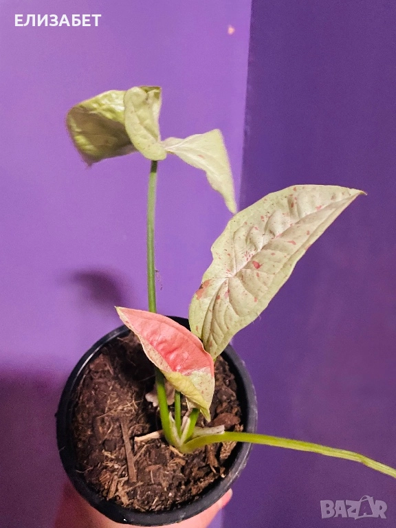 Singonium, снимка 1