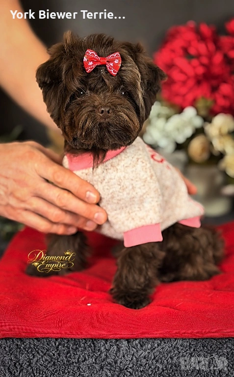 Мини малтипу! Момчето Baby face! Доставка , снимка 1