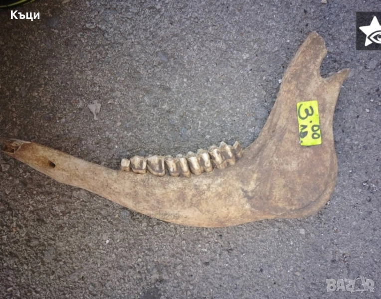 Челюсти от крава. , снимка 1