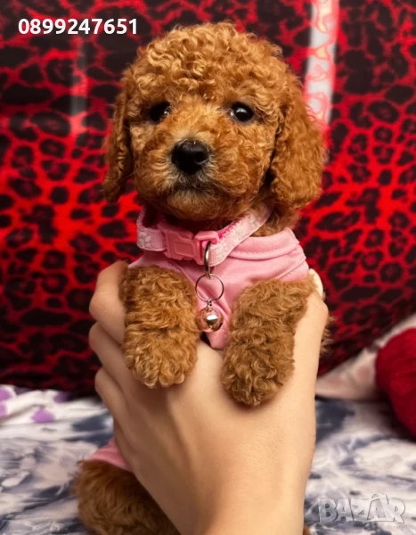 Той пудел , снимка 1