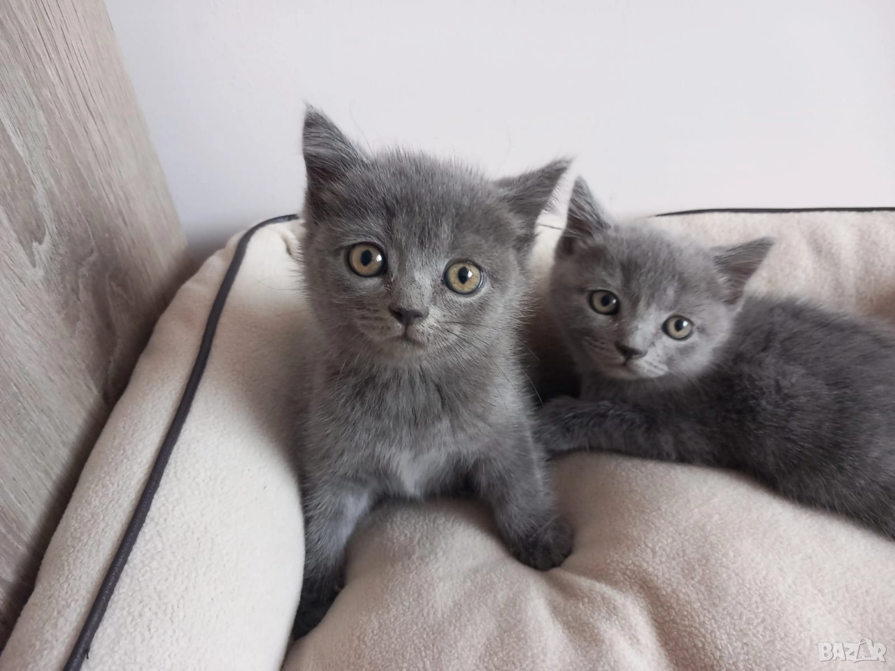 Британски Котета момичета , снимка 1