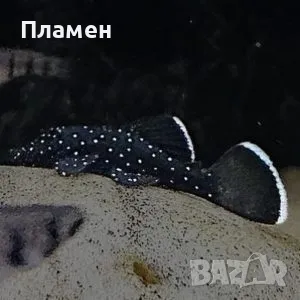 Анциструс L183 звезден, снимка 1