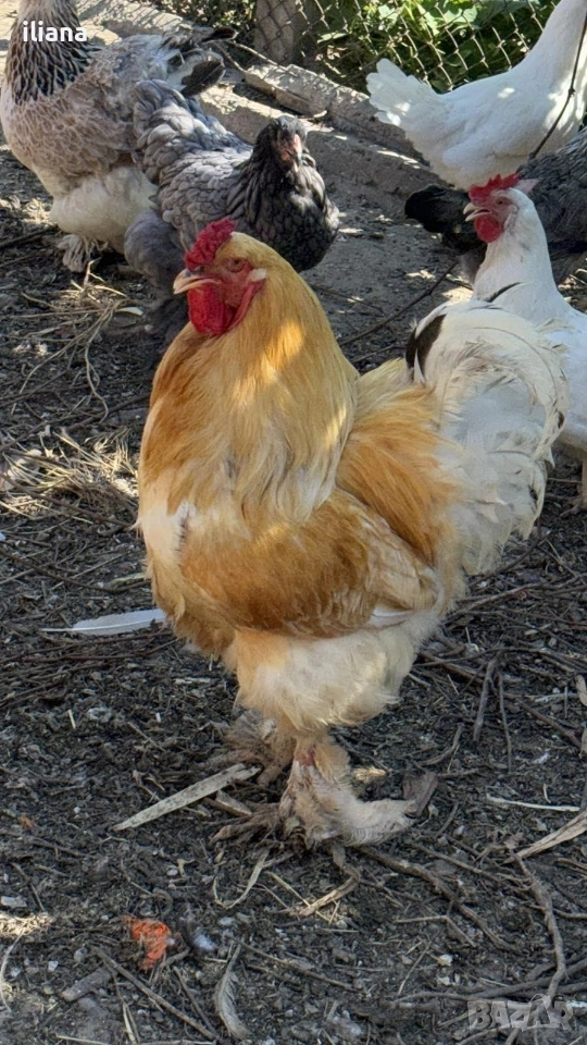 Продавам петли Брама, снимка 1