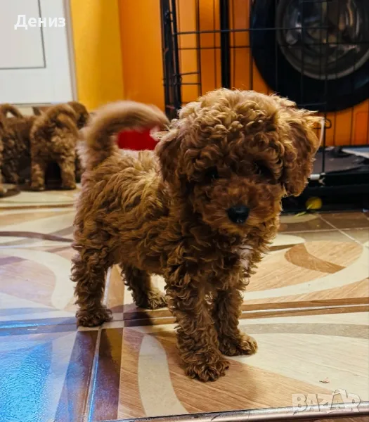  Той пудел мини, снимка 1