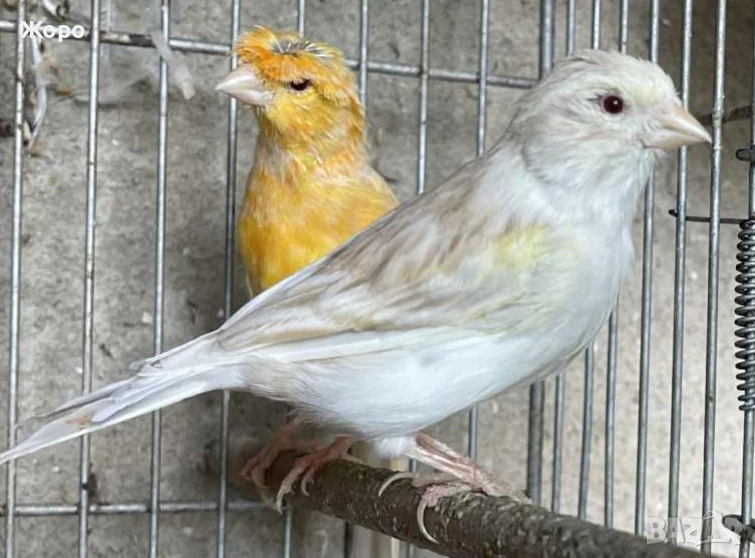 Продавам канари , снимка 1