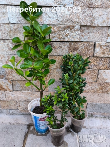 Комплект вечнозелени храсти 