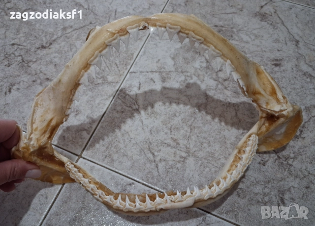 Челюст от Бул Шарк "БИЧА АКУЛА" 100% Истинска, снимка 11 - Колекции - 52799291