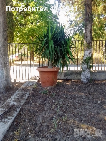 Голяма палма Юка, снимка 3 - Стайни растения - 52534299