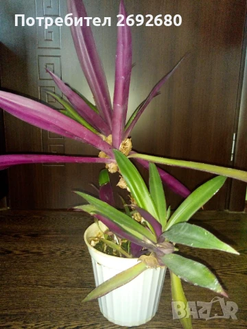 Хлорофитум/водна лилия/традесканция рео, снимка 5 - Стайни растения - 45950432