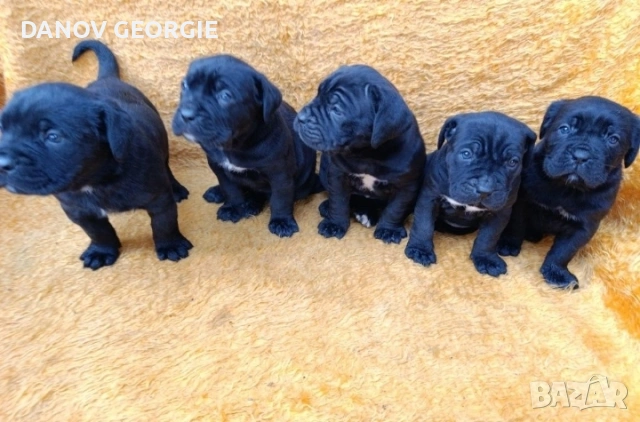 Кане Корсо с Паспорт и 2 Ваксини !, снимка 3 - Акита - 53227011